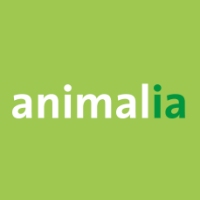 Animalia